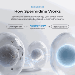 Spermidine Supplement Tablets